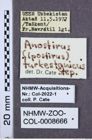 Etiketten zu Anostirus turkestanicus (NHMW-ZOO-COL-0008666)